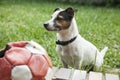Adult Jack Russell dog sit in the grass Royalty Free Stock Photo