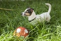 Adult Jack Russell dog stand in the grass Royalty Free Stock Photo