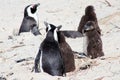 African Penguin on Boulders Beach