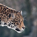 Adult jaguar