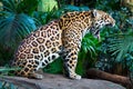 An adult jaguar Panthera onca roaring / yawning