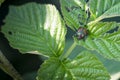 An adult japanese beetle popillia japonica feeding on a raspberry plant