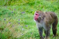 An adult Japanese macaque
