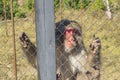 Adult Japanese macaque in the zoo in a cage