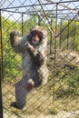 Adult Japanese macaque in the zoo in a cage