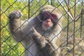 Adult Japanese macaque in the zoo in a cage