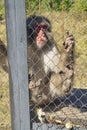 Adult Japanese macaque in the zoo in a cage