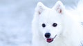 Adult japanese spitz