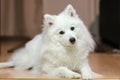 Adult japanese spitz