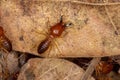 Adult Jawsnouted Termite Royalty Free Stock Photo