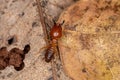 Adult Jawsnouted Termite Royalty Free Stock Photo