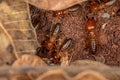 Adult Jawsnouted Termite Royalty Free Stock Photo