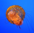 Adult Jellyfish