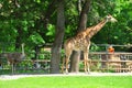 Adult jiraffe Royalty Free Stock Photo