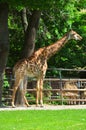 Adult jiraffe Royalty Free Stock Photo