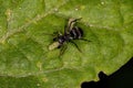 Adult Jumping Spider that mimics carpenter ants Royalty Free Stock Photo