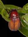 Adult June Beetle