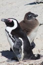 Adult and Juvenile African Penguins