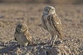 Adult and juvenile Burrowing Owl, Athene cunicularia Royalty Free Stock Photo