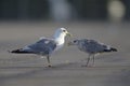 An adult and juvenile Common gullLarus canus interacting on a parking lot in the ports of Bremen Germany.