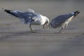 An adult and juvenile Common gullLarus canus interacting on a parking lot in the ports of Bremen Germany.