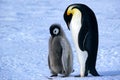 Adult and juvenile Emperor penguins on ice, Weddell Sea, Antarctica Royalty Free Stock Photo