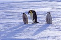 Adult and juvenile Emperor penguins walking on ice, Weddell Sea, Antarctica Royalty Free Stock Photo