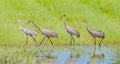2 adult and 2 juvenile family of wild Sandhill cranes - Grus canadensis - walking in shallow water