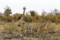 Adult and juvenile giraffe and zebras Royalty Free Stock Photo