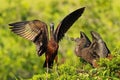 Adult & Juvenile Glossy Ibis in Tree