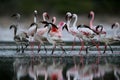 Adult and juvenile Lesser Flamingos moving in Lake Bagoria, Kenya