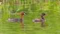 Adult and juvenile Little Grebes happily swimming in a pond