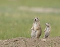 Adult and juvenile prairie dog standing at burrow Royalty Free Stock Photo