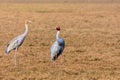 Adult & Juvenile Sarus Crane