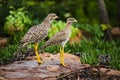 Adult and juvenile spotted thick-knee Burhinus capensis, Fochville, Gauteng, South Africa