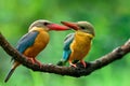 Adult and Juvenile of Stork-billed Kingfisher, lovely brown bird