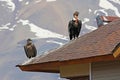 Wild andean condors perched on a roof, chilean Andes