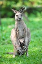 Adult kangaroo with joey in its pouch