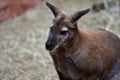 Adult kangaroo Macropod, sitting and watching