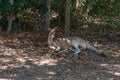 Adult kangaroo resting in the afternoon