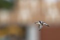 An adult Kentish plover Charadrius alexandrinus flying in highspeed on the island of Cape verde