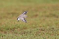 An adult Kentish plover Charadrius alexandrinus flying in highspeed on the island of Cape verde