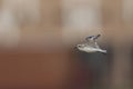 An adult Kentish plover Charadrius alexandrinus flying in highspeed on the island of Cape verde