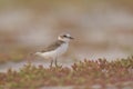 An adult Kentish plover Charadrius alexandrinus foraging in the desert on the island of Cape verde