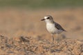 An adult Kentish plover Charadrius alexandrinus foraging in the desert on the island of Cape verde