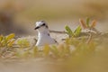 An adult Kentish plover Charadrius alexandrinus nesting in the desert on the island of Cape verde