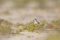 An adult Kentish plover Charadrius alexandrinus foraging in the desert on the island of Cape verde