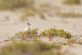 An adult Kentish plover Charadrius alexandrinus foraging in the desert on the island of Cape verde