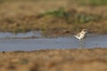 An adult Kentish plover Charadrius alexandrinus foraging in the desert on the island of Cape verde