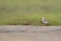 An adult Kentish plover Charadrius alexandrinus foraging in the desert on the island of Cape verde